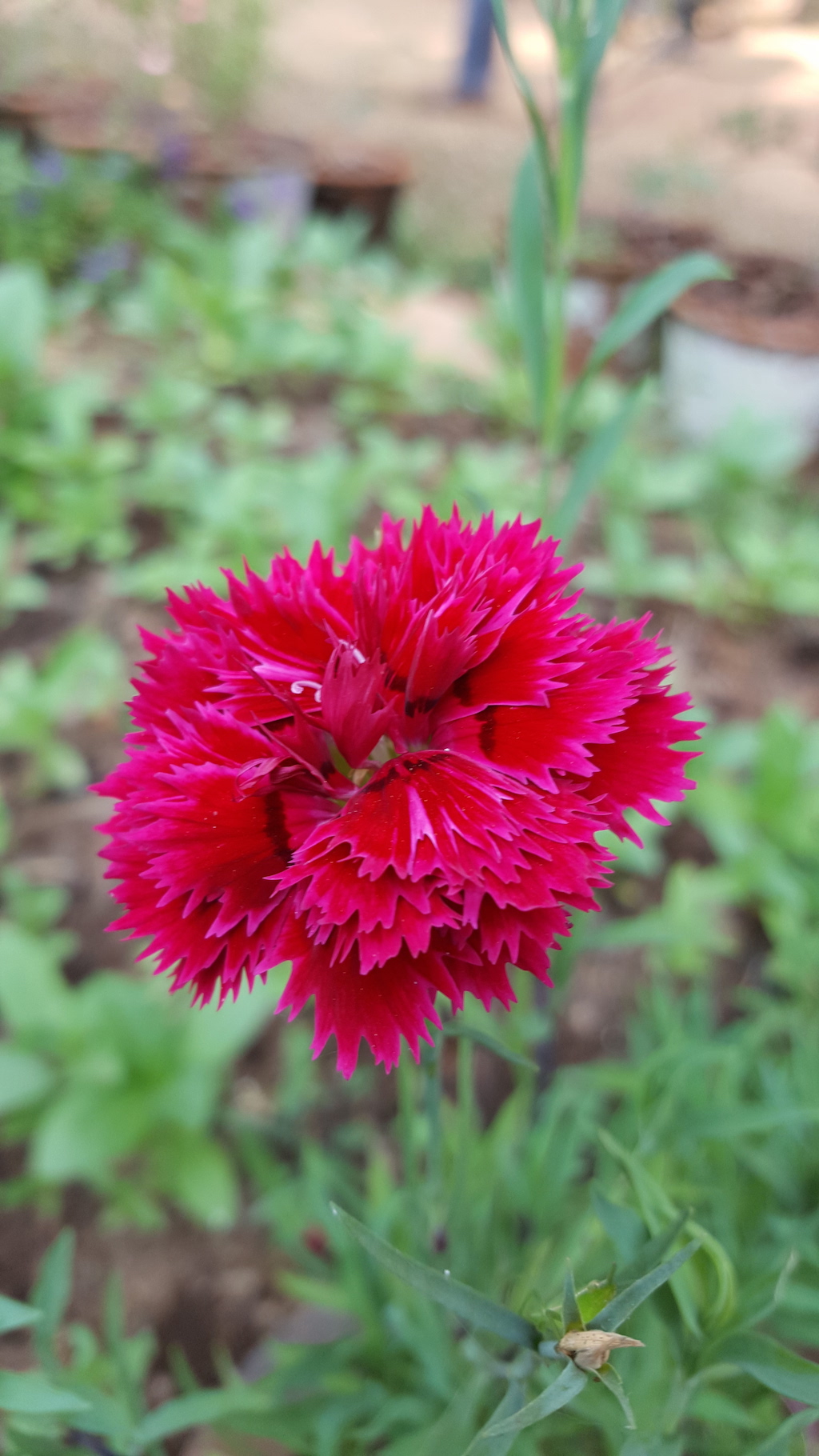 ಕಗ್ಗ ದರ್ಶನ – 30 (1)