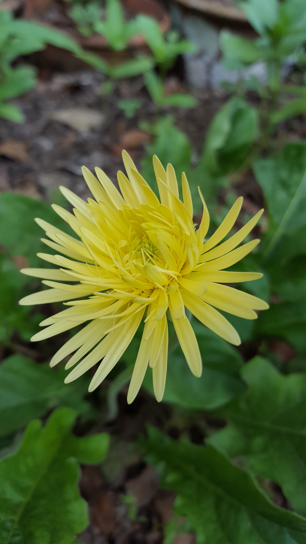 ಕಗ್ಗ ದರ್ಶನ – 32 (2)