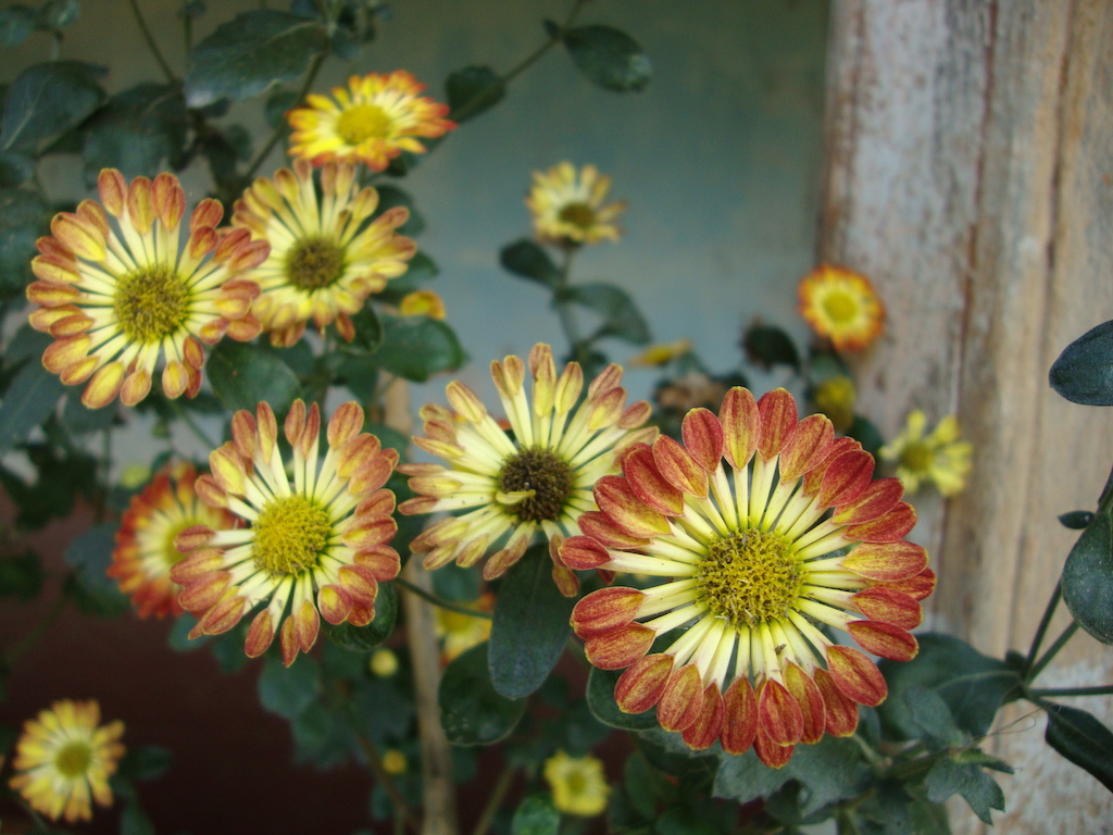 ಕಗ್ಗ ದರ್ಶನ – 47 (2)