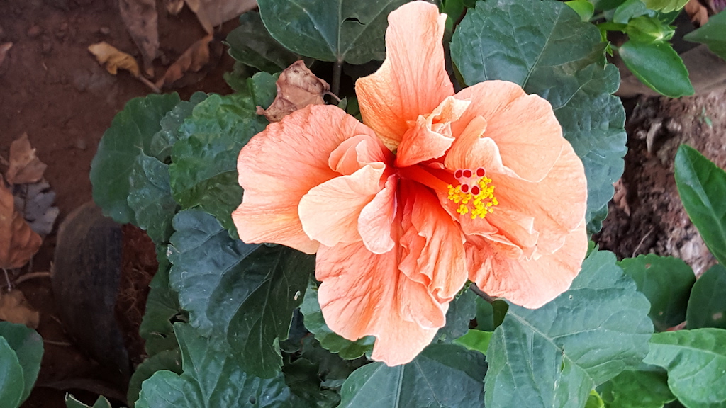 ಕಗ್ಗ ದರ್ಶನ – 48 (1)