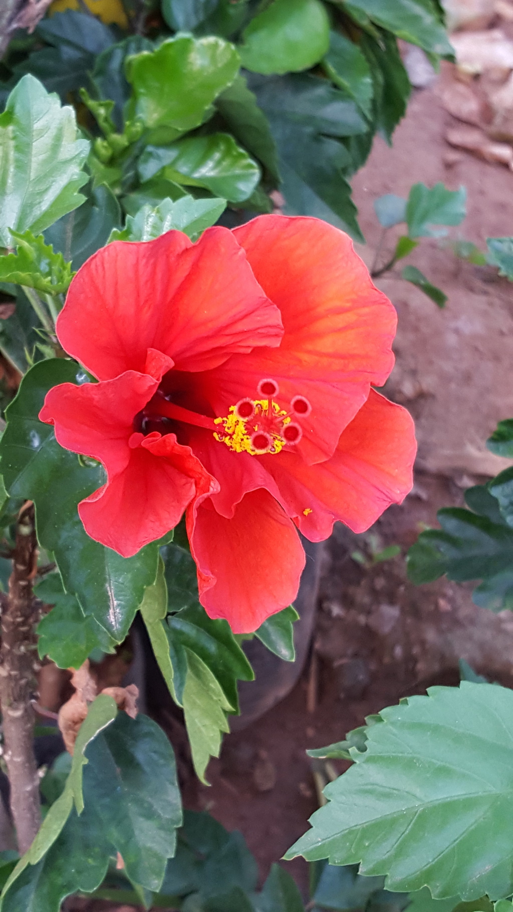 ಕಗ್ಗ ದರ್ಶನ – 49 (1)