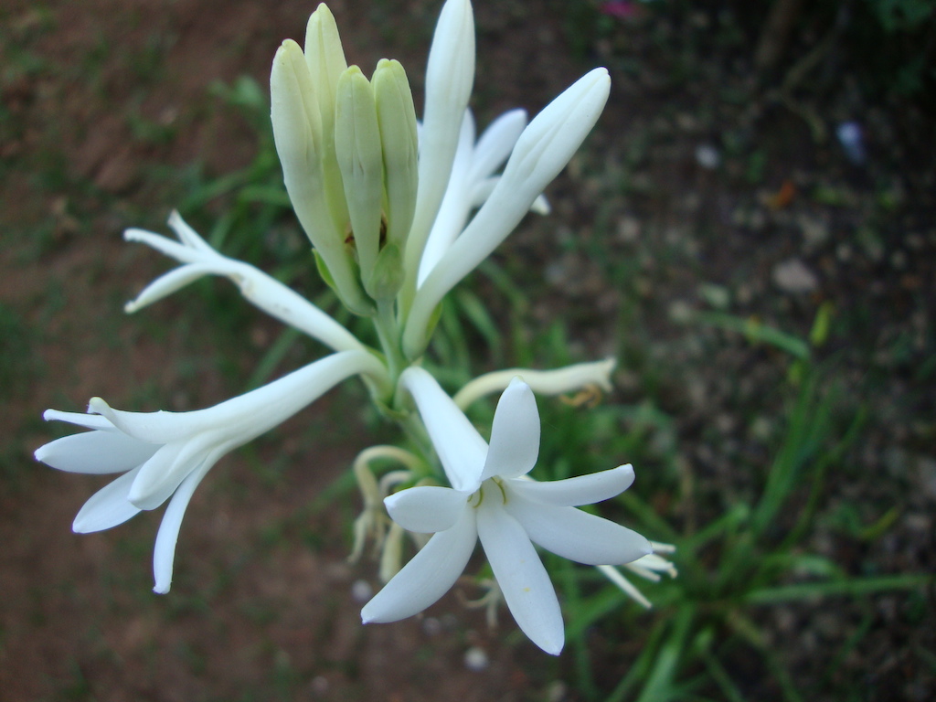 ಕಗ್ಗ ದರ್ಶನ – 49 (2)