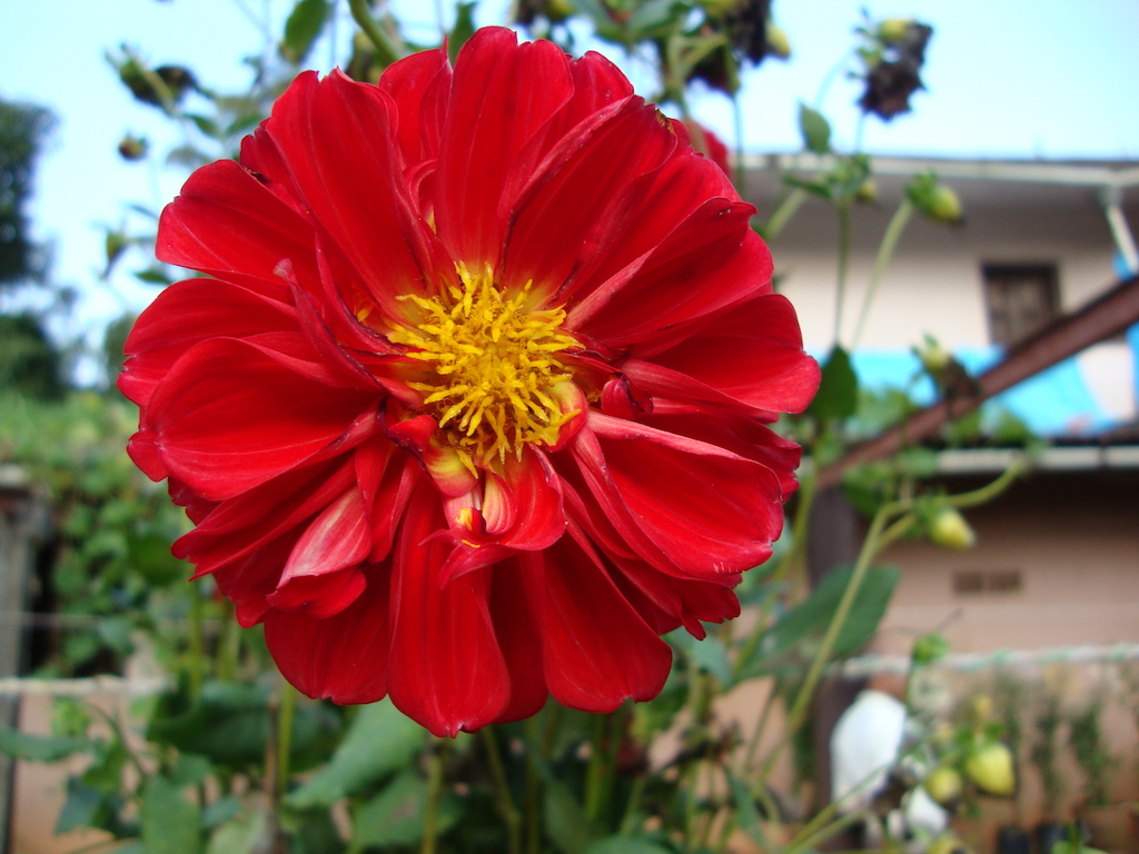 ಕಗ್ಗ ದರ್ಶನ – 50 (1)