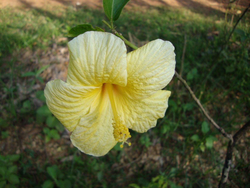 ಕಗ್ಗ ದರ್ಶನ – 50 (2)