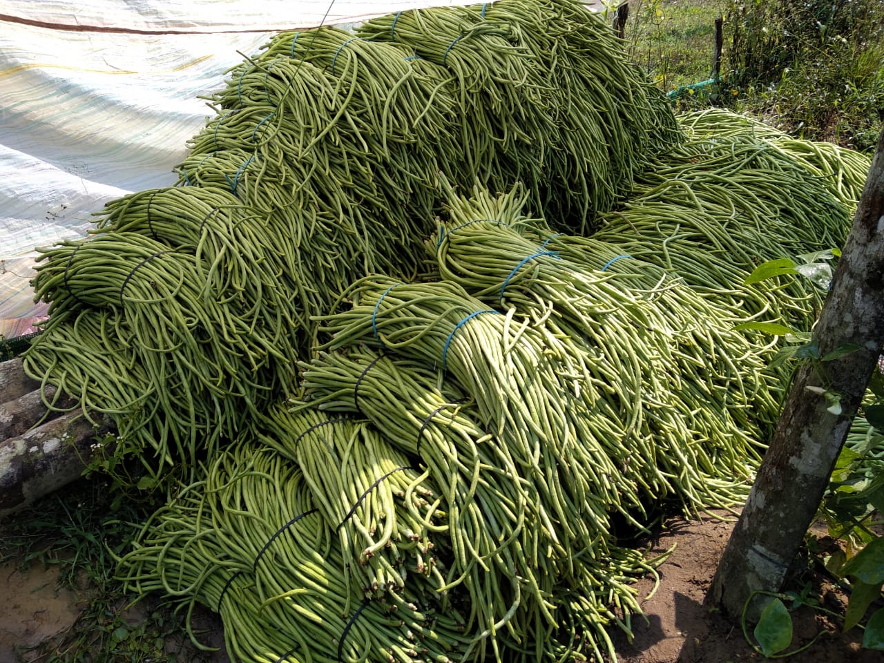 ಬಂಪರ್ ಅಲಸಂಡೆ ಬೆಳೆ: ಯುವ ಕೃಷಿಕರಿಬ್ಬರ ಸಾಧನೆ