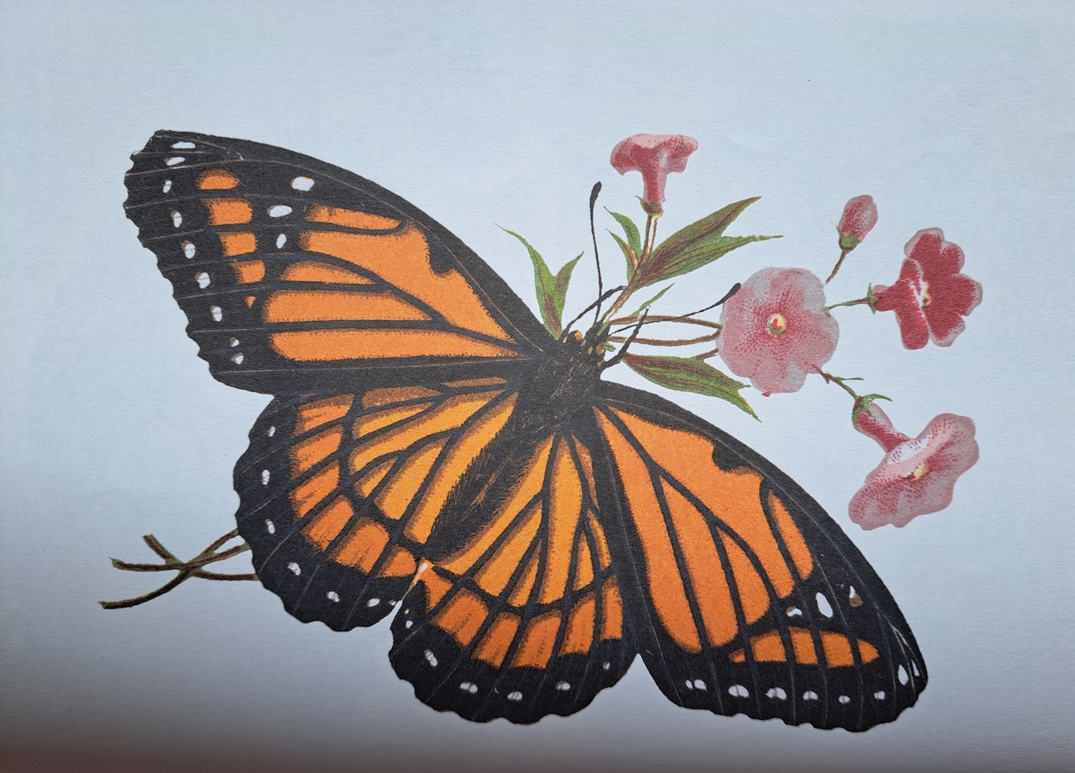 ಮೊನಾರ್ಚ್ ಚಿಟ್ಟೆಗಳ ಖಂಡಾಂತರ ವಲಸೆ