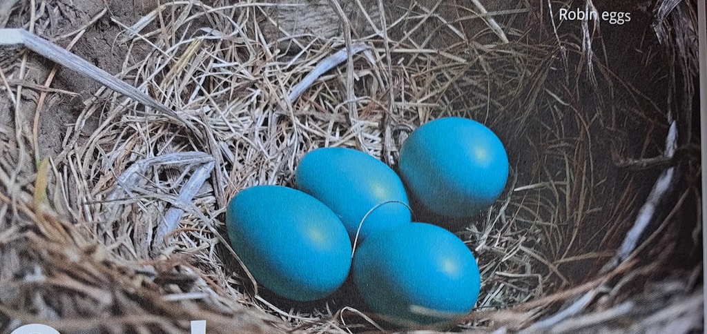 ಪ್ರಕೃತಿಯಲ್ಲಿ ಮೊಟ್ಟೆಯಾಕಾರದ ವಸ್ತುಗಳು