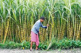 ಕಬ್ಬು ಬೆಳೆಗಾರ: ರಾಜಕೀಯದ ದಾಳ