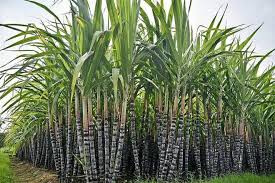 ಕಬ್ಬು ಬೆಳೆಗಾರರಿಗೆ ಕಬ್ಬು ಸಿಹಿಯಾದೀತೇ?