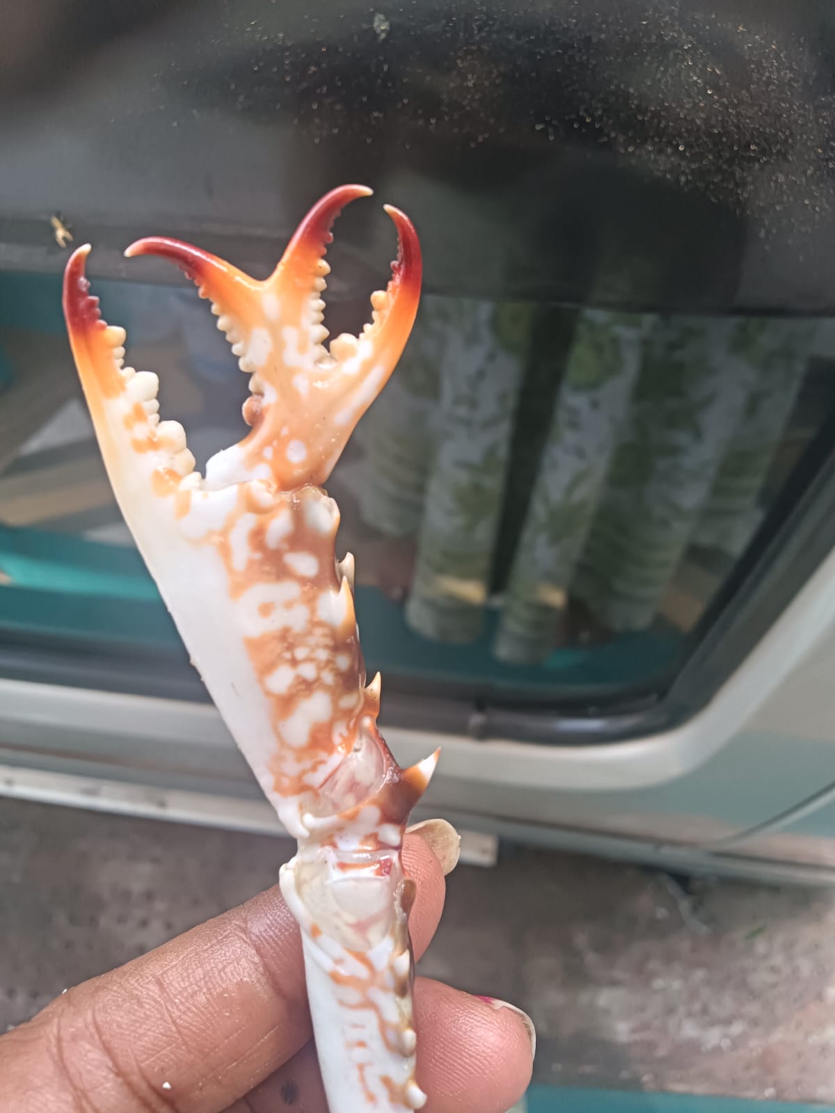 ಏಡಿಯ ಕೈಗೆ ಕೊಂಬು ಬಂತೇ ?!