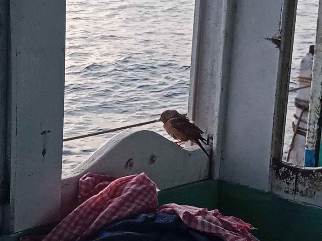 ವಿಶ್ವ ಗುಬ್ಬಚ್ಚಿ ಸಂರಕ್ಷಣಾ ದಿನ