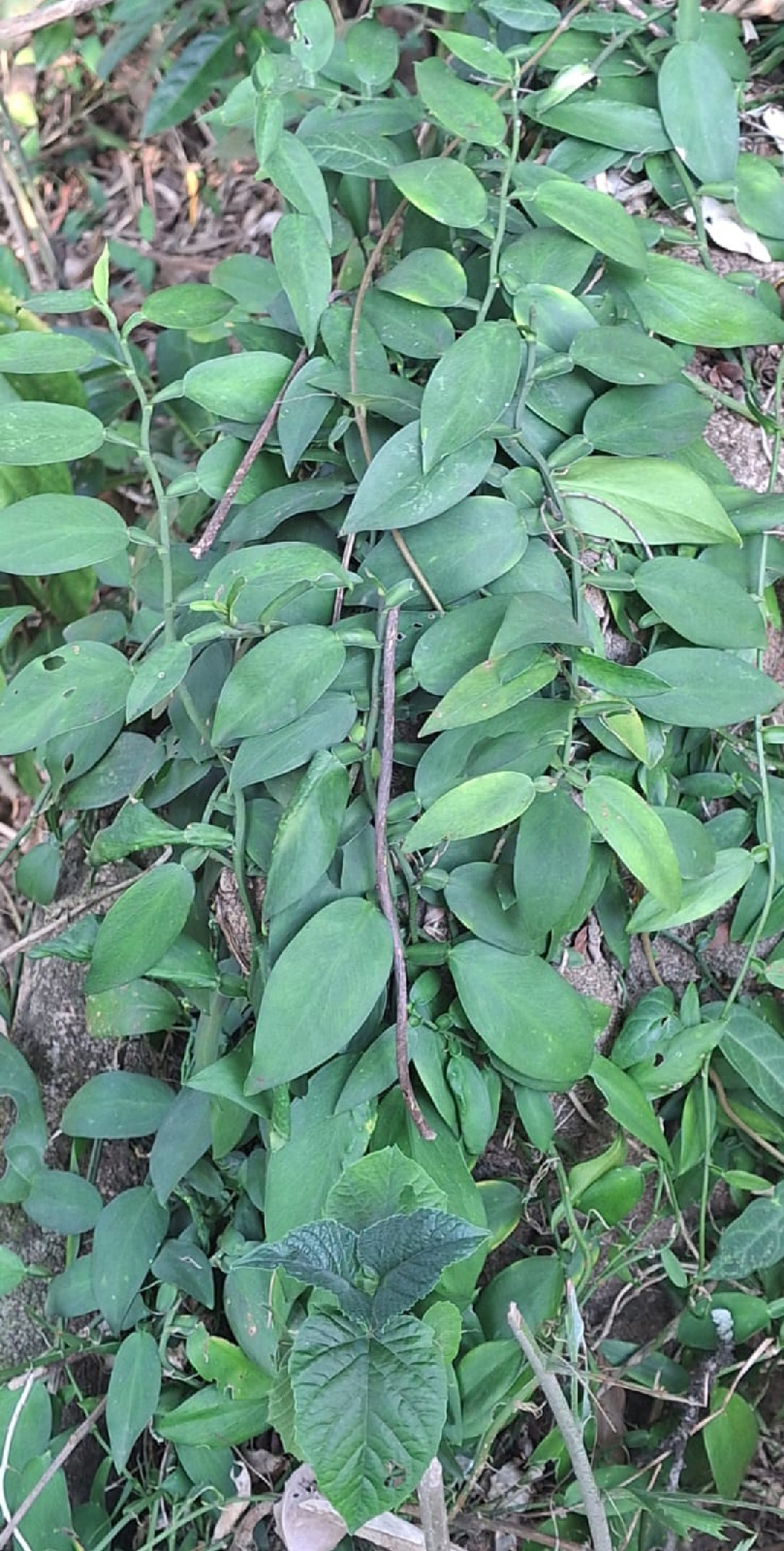 ನಿಷ್ಪಾಪಿ ಸಸ್ಯಗಳು (ಭಾಗ ೧೦೦) - ಅಡ್ಕೆ ಬಳ್ಳಿ