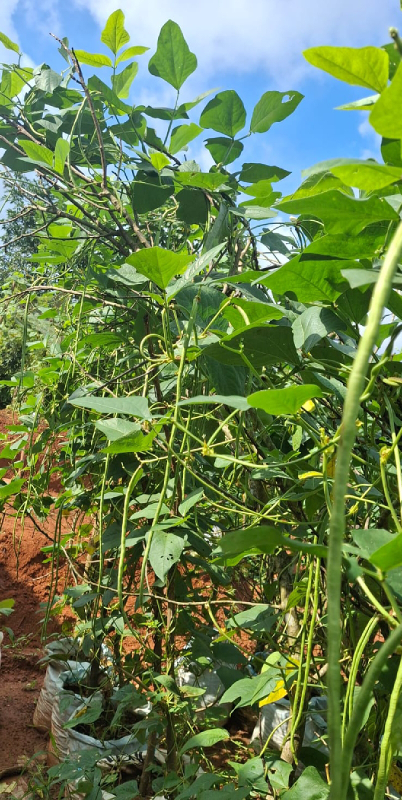 ನಿಷ್ಪಾಪಿ ಸಸ್ಯಗಳು (ಭಾಗ ೧೨೩) ಅಲಸಂಡೆ ಸಸ್ಯ