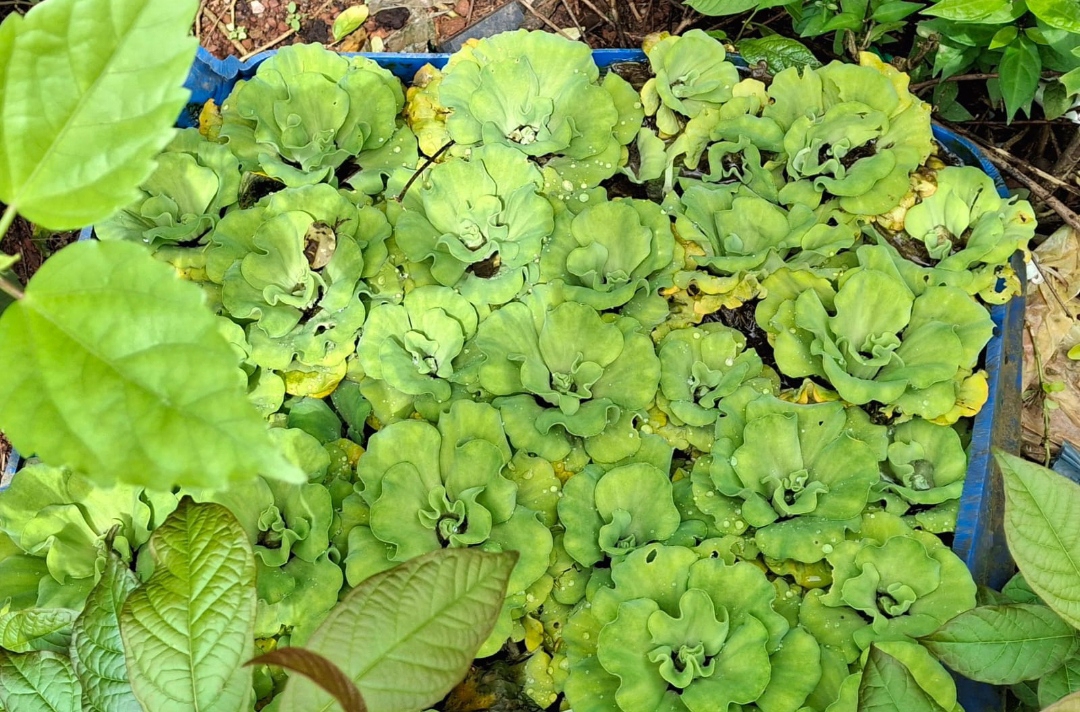 ನಿಷ್ಪಾಪಿ ಸಸ್ಯಗಳು (ಭಾಗ ೧೦೮) - ಅಂತರಗಂಗೆ