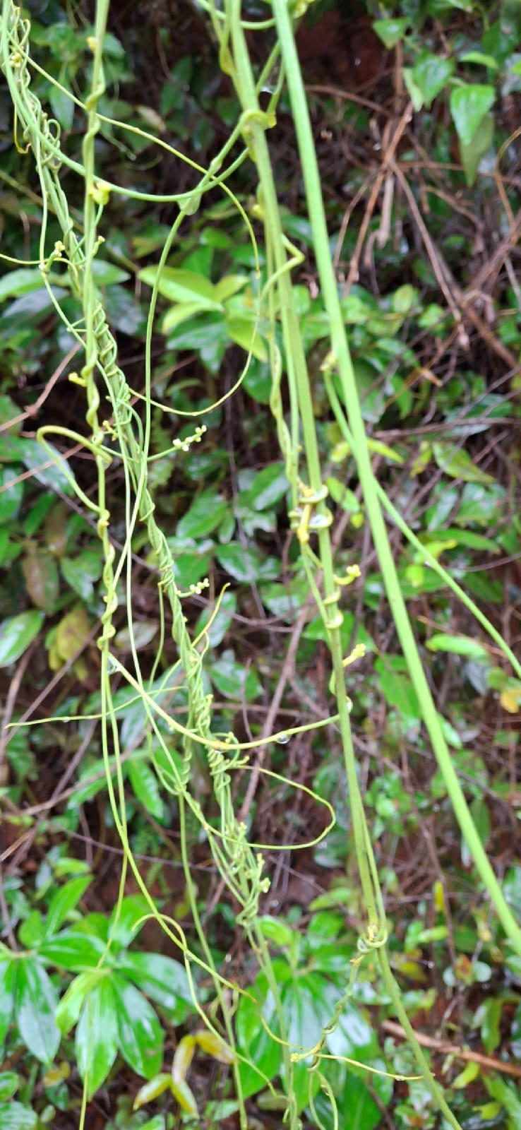 ನಿಷ್ಪಾಪಿ ಸಸ್ಯಗಳು (ಭಾಗ ೧೧೩) - ಆಕಾಶಬಳ್ಳಿ