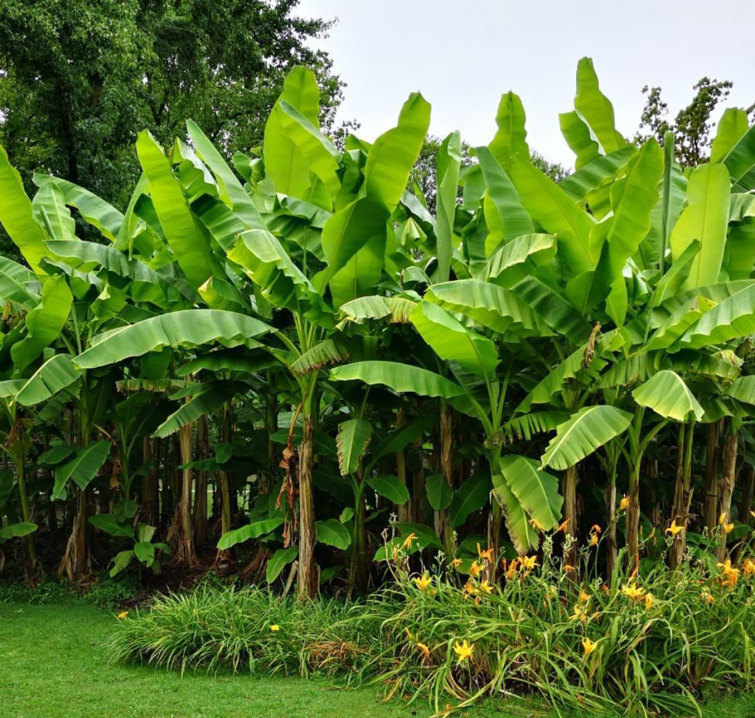 ನಿಷ್ಪಾಪಿ ಸಸ್ಯಗಳು (ಭಾಗ ೧೨೯) - ಬಾಳೆ ಗಿಡ