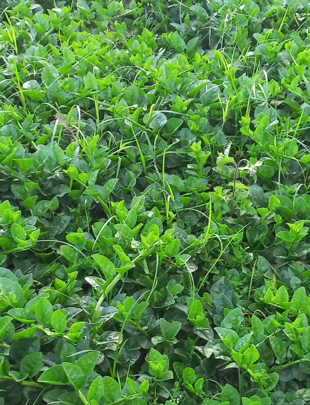 ನಿಷ್ಪಾಪಿ ಸಸ್ಯಗಳು (ಭಾಗ ೧೨೨) - ಬಸಳೆ ಬಳ್ಳಿ