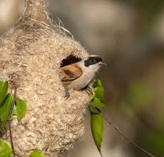 ಸ್ಟೇಟಸ್ ಕತೆಗಳು (ಭಾಗ ೧೬೧೧) - ಹಕ್ಕಿ