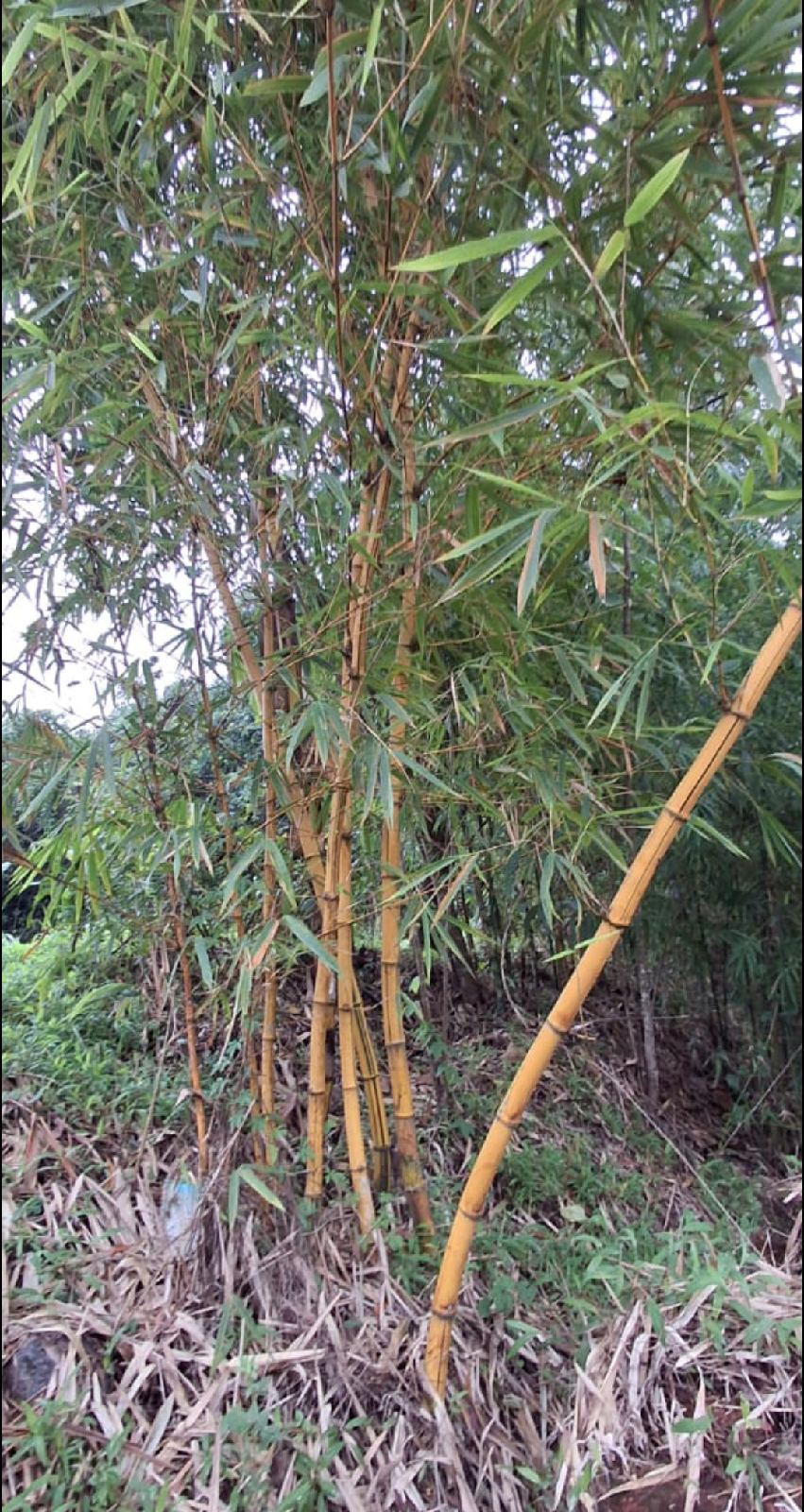 ನಿಷ್ಪಾಪಿ ಸಸ್ಯಗಳು (ಭಾಗ ೧೧೪) - ಬಿದಿರು