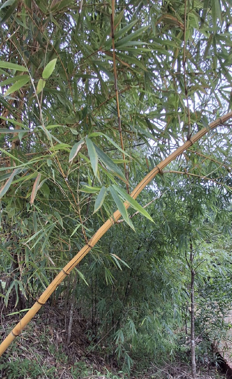 ಸ್ಟೇಟಸ್ ಕತೆಗಳು (ಭಾಗ ೧೪೧೯) - ಬಿದಿರು