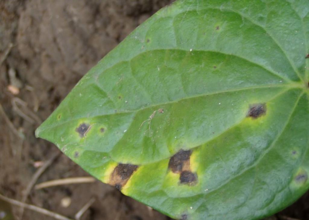 ವೀಳ್ಯದೆಲೆ ದುಂಡಾಣು ಚುಕ್ಕೆ ರೋಗ ಮತ್ತು ನಿಯಂತ್ರಣ