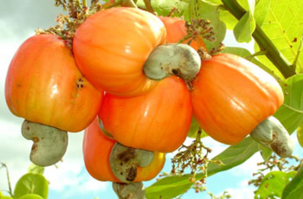 ಗೋಡಂಬಿ ಸಂಸ್ಕರಣಾ ವಿಧಾನ