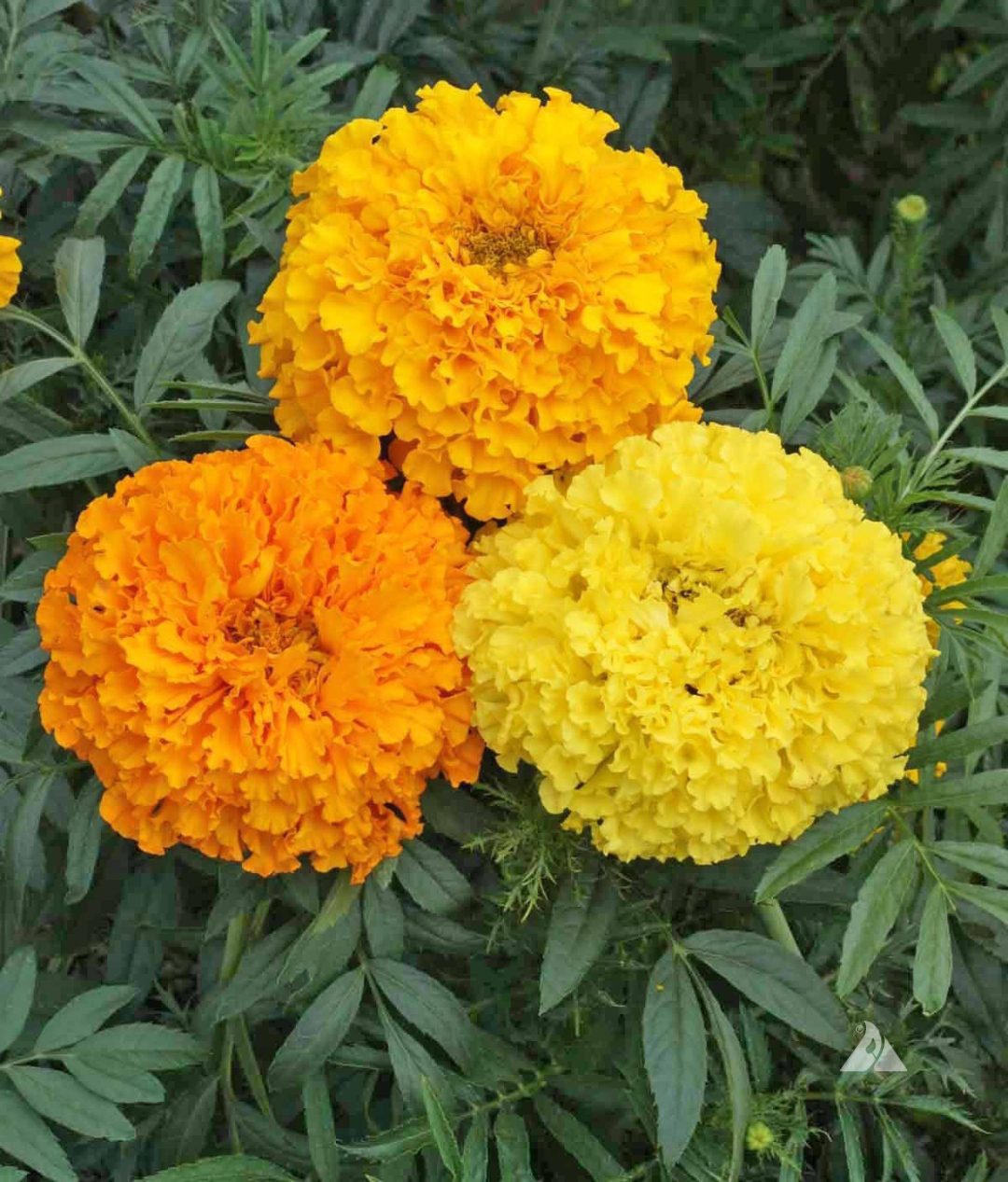 ನಿಷ್ಪಾಪಿ ಸಸ್ಯಗಳು (ಭಾಗ ೧೩೧) - ಚೆಂಡು ಹೂವು