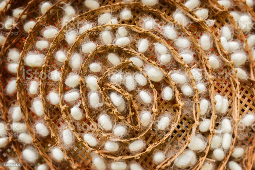 ರೇಷ್ಮೆ ವ್ಯವಸಾಯದಿಂದ ಅಧಿಕ ಲಾಭ ಗಳಿಸಿ (ಭಾಗ ೨)