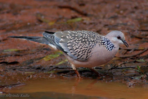 ಮನೆಯಂಗಳದಲ್ಲೂ ಕಾಣಸಿಗುವ ಚೋರೆ ಹಕ್ಕಿ
