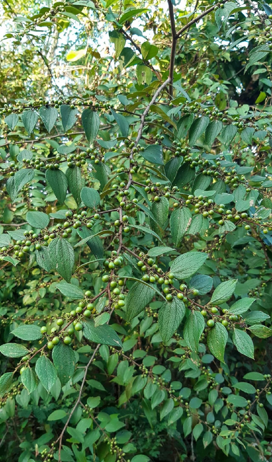 ನಿಷ್ಪಾಪಿ ಸಸ್ಯಗಳು (ಭಾಗ ೧೩೭) - ಚೂರಿಮುಳ್ಳು ಗಿಡ