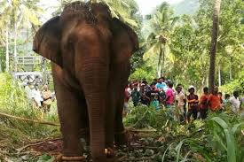 ಮಾನವ-ವನ್ಯಜೀವಿ ಸಂಘರ್ಷ ವೈಜ್ಞಾನಿಕ ಅಧ್ಯಯನ ಅಗತ್ಯ