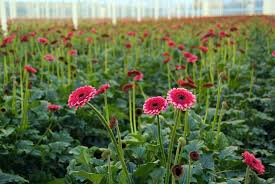 ಸಸ್ಯಗಳಿಗೂ ವೋಲ್ಟೇಜ್ ಸ್ಟೆಬಿಲೈಜರ್ ಬೇಕೇ? 