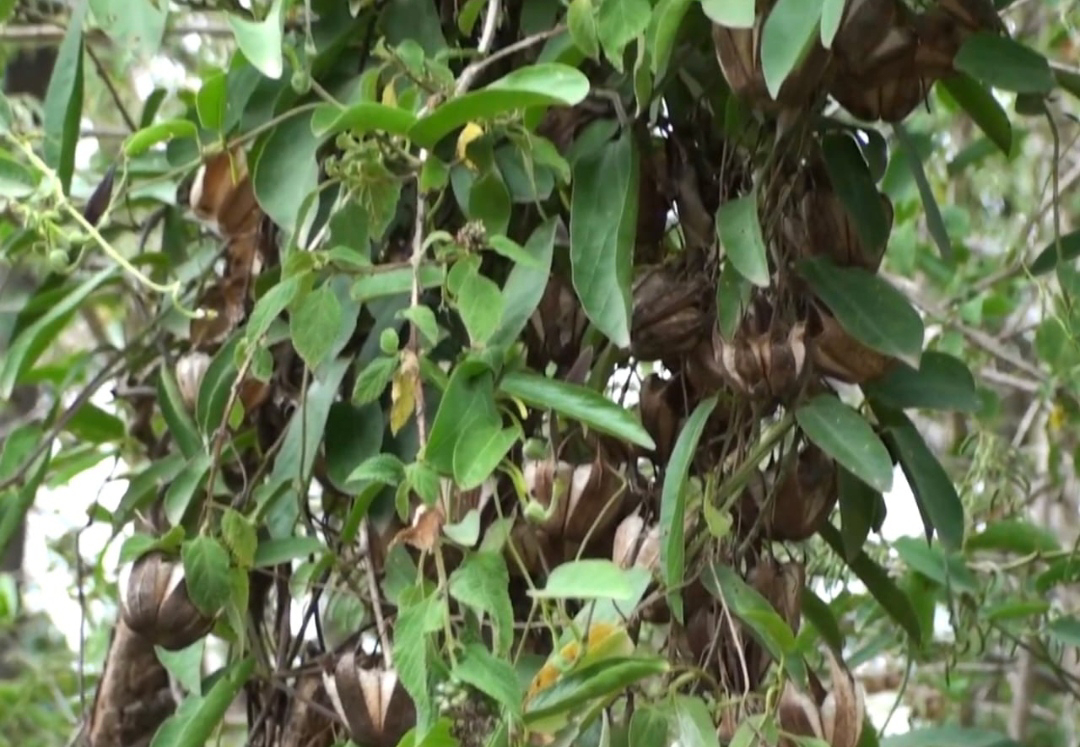 ನಿಷ್ಪಾಪಿ ಸಸ್ಯಗಳು (ಭಾಗ ೧೦೫) - ಈಶ್ವರ ಬಳ್ಳಿ 