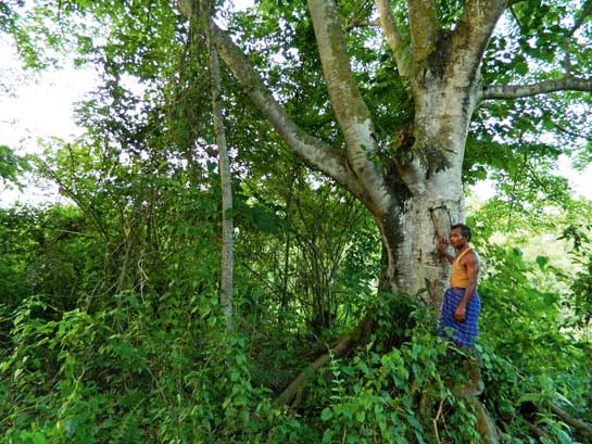 ಫೋರೆಸ್ಟ್ ಮ್ಯಾನ್ ಆಫ್ ಇಂಡಿಯಾ- ಜಾಧವ್ ಪಯಾಂಗ್