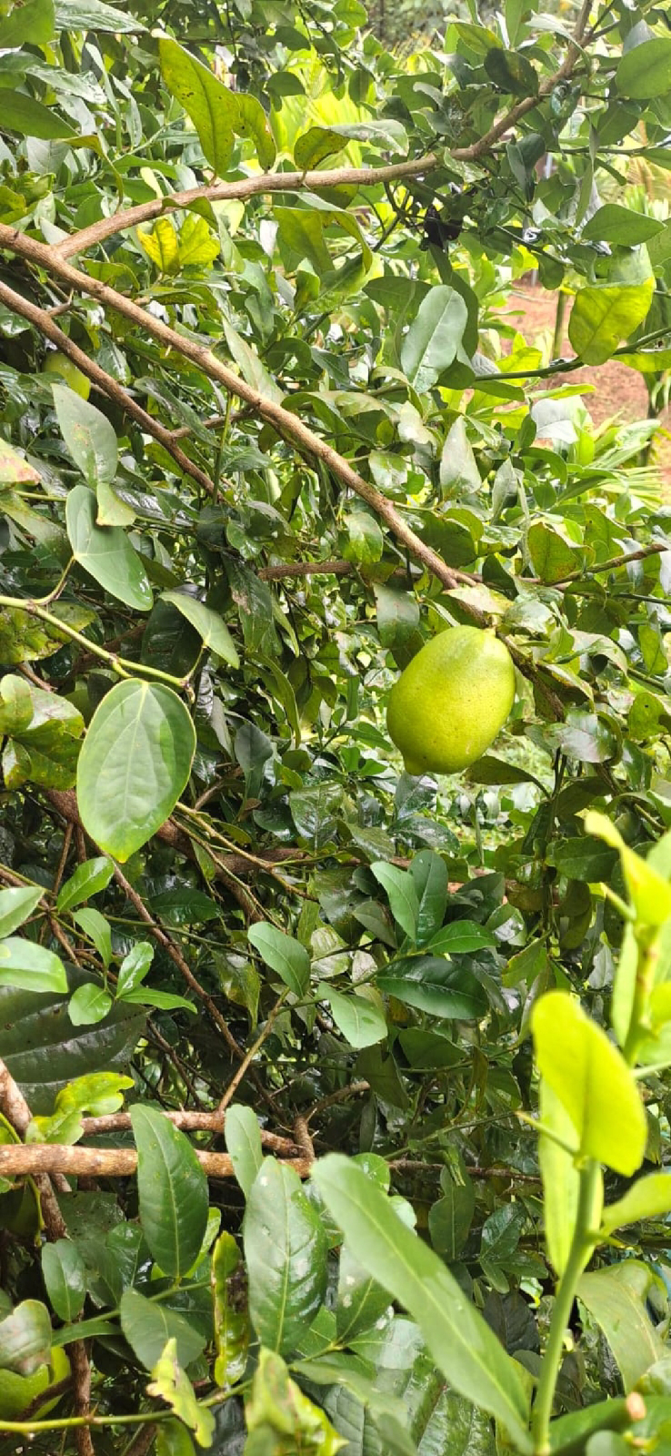 ನಿಷ್ಪಾಪಿ ಸಸ್ಯಗಳು (ಭಾಗ ೧೪೨) - ಗಜನಿಂಬೆ ಗಿಡ