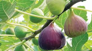 ಪ್ರಕೃತಿಯ ವರದಾನವಾದ ಅಂಜೂರ ಬೆಳೆ