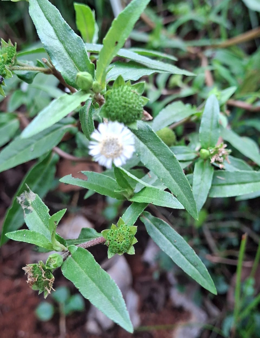 ನಿಷ್ಪಾಪಿ ಸಸ್ಯಗಳು (ಭಾಗ ೭೨) - ಭೃಂಗರಾಜ
