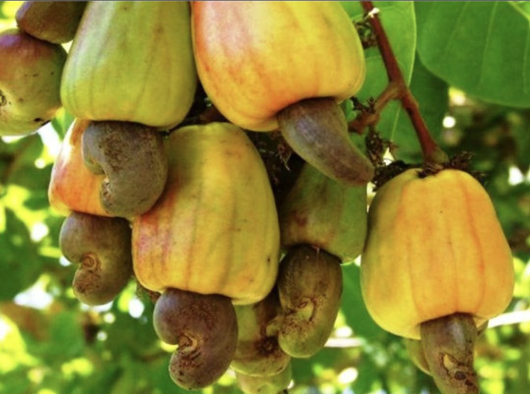 ನಿಷ್ಪಾಪಿ ಸಸ್ಯಗಳು (ಭಾಗ ೧೩೩) - ಗೇರು ಗಿಡ