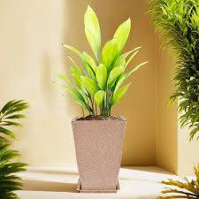 ಸ್ಟೇಟಸ್ ಕತೆಗಳು (ಭಾಗ ೧೬೫೪) - ಗಿಡ