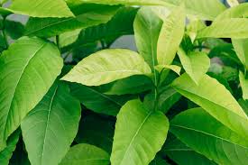 ನಿಮ್ಮ ಪ್ರಶ್ನೆಗೆ ಕೊನೆಗೂ ಸಿಕ್ಕಿತು ಉತ್ತರ !