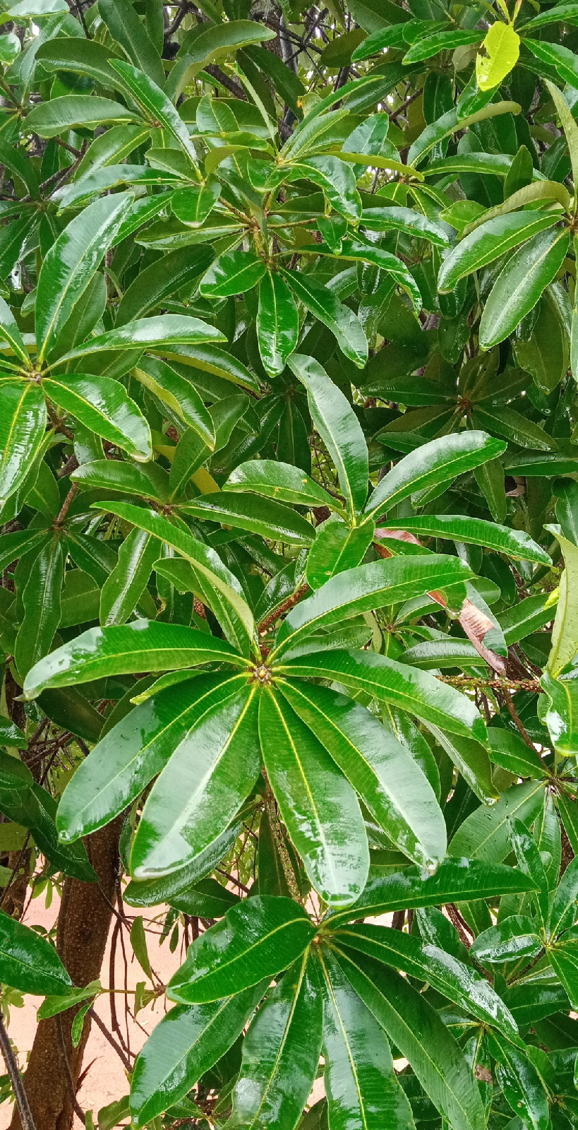 ನಿಷ್ಪಾಪಿ ಸಸ್ಯಗಳು (ಭಾಗ ೧೧೨) - ಹಾಲೆ ಮರ