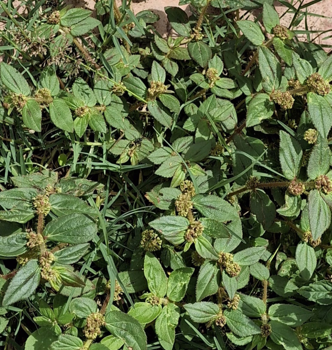 ನಿಷ್ಪಾಪಿ ಸಸ್ಯಗಳು (ಭಾಗ ೧೦೪) - ಹಾಲು ಗಿಡ