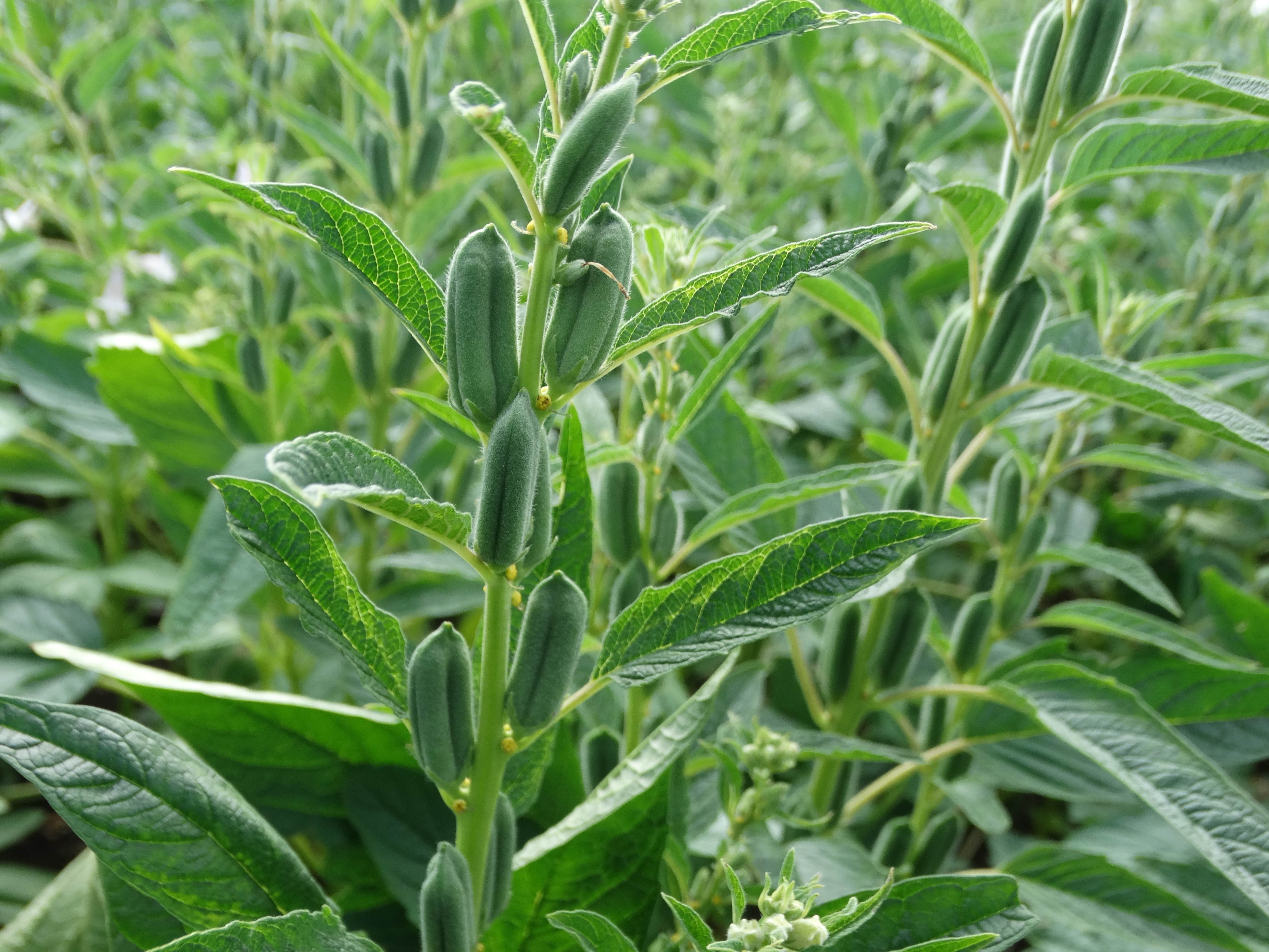 ಎಳ್ಳು ಬೆಳೆಗೆ ಕಂಟಕ ಈ ರಕ್ಕಸ ಹುಳು !