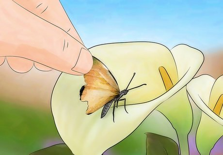 ಕೀಟ ಸಣ್ಣದು, ಮನಸ್ಸು ದೊಡ್ಡದು !