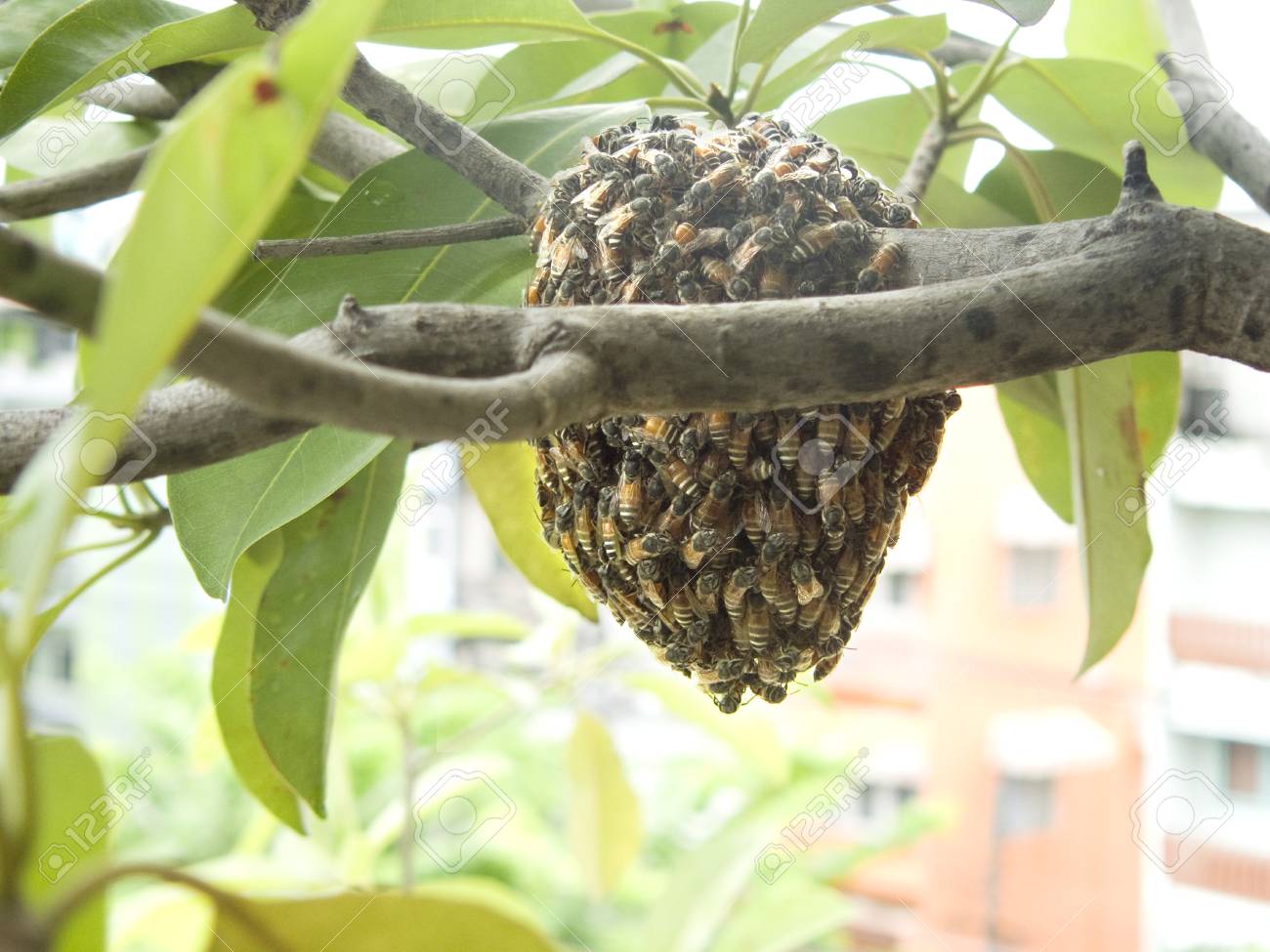 ಜೇನಿನ ಹಿಸ್ಟರಿಯಲ್ಲೊಂದು ಕಳ್ಳನ ಮಿಸ್ಟರಿ...! (ಭಾಗ 1)