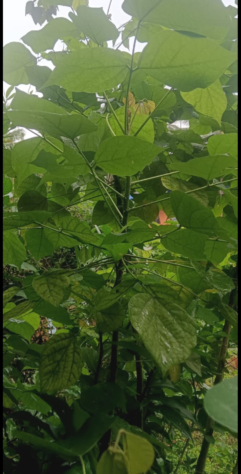 ನಿಷ್ಪಾಪಿ ಸಸ್ಯಗಳು (ಭಾಗ ೧೦೬) - ಹೊಂಗರೆ ಮರ