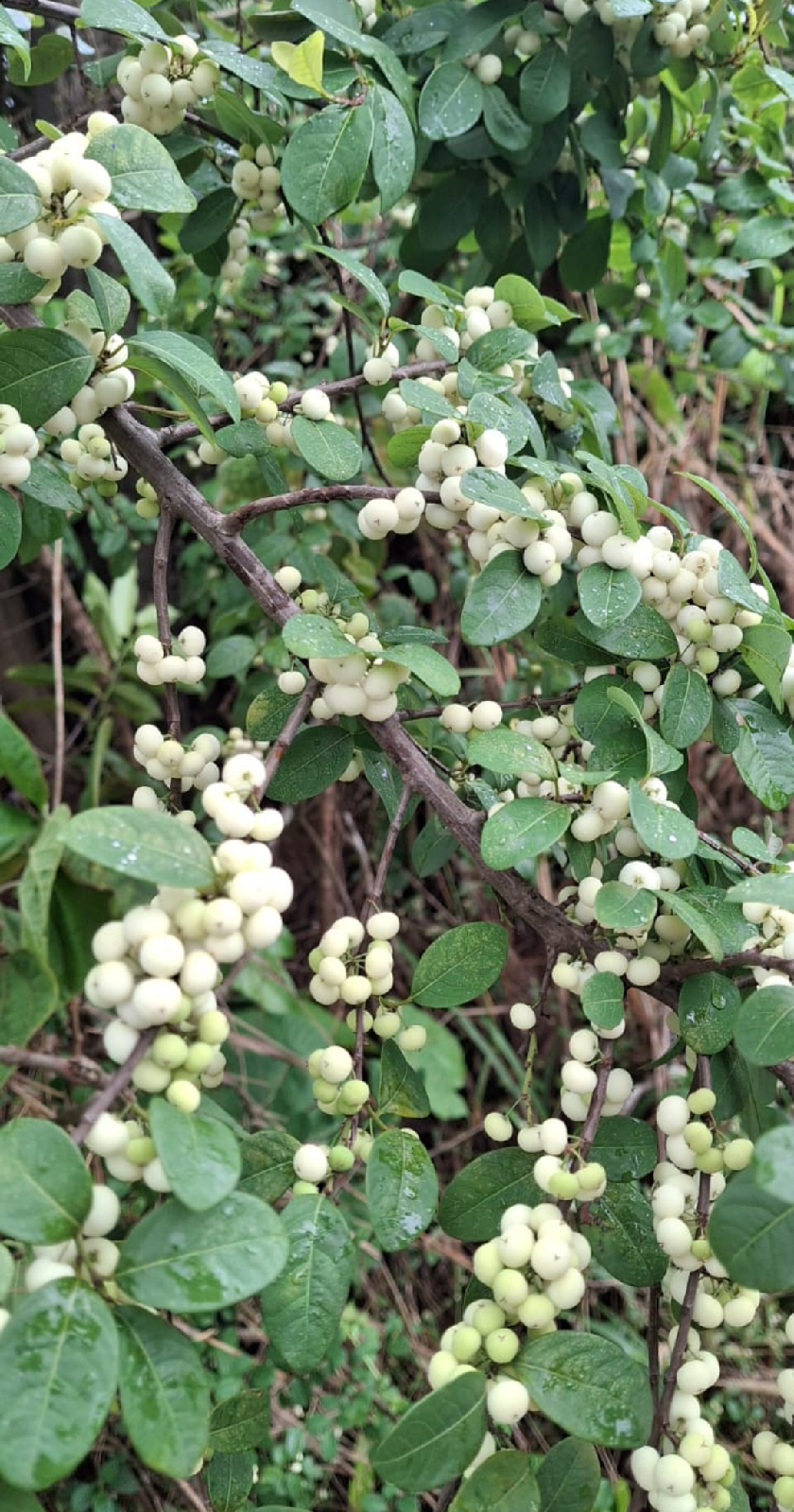 ನಿಷ್ಪಾಪಿ ಸಸ್ಯಗಳು (ಭಾಗ ೧೦೩) - ಬಿಳಿ ಹೂಲಿ ಗಿಡ