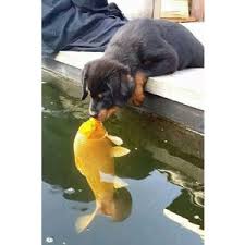 ಮೂಕ ವೇದನೆ...