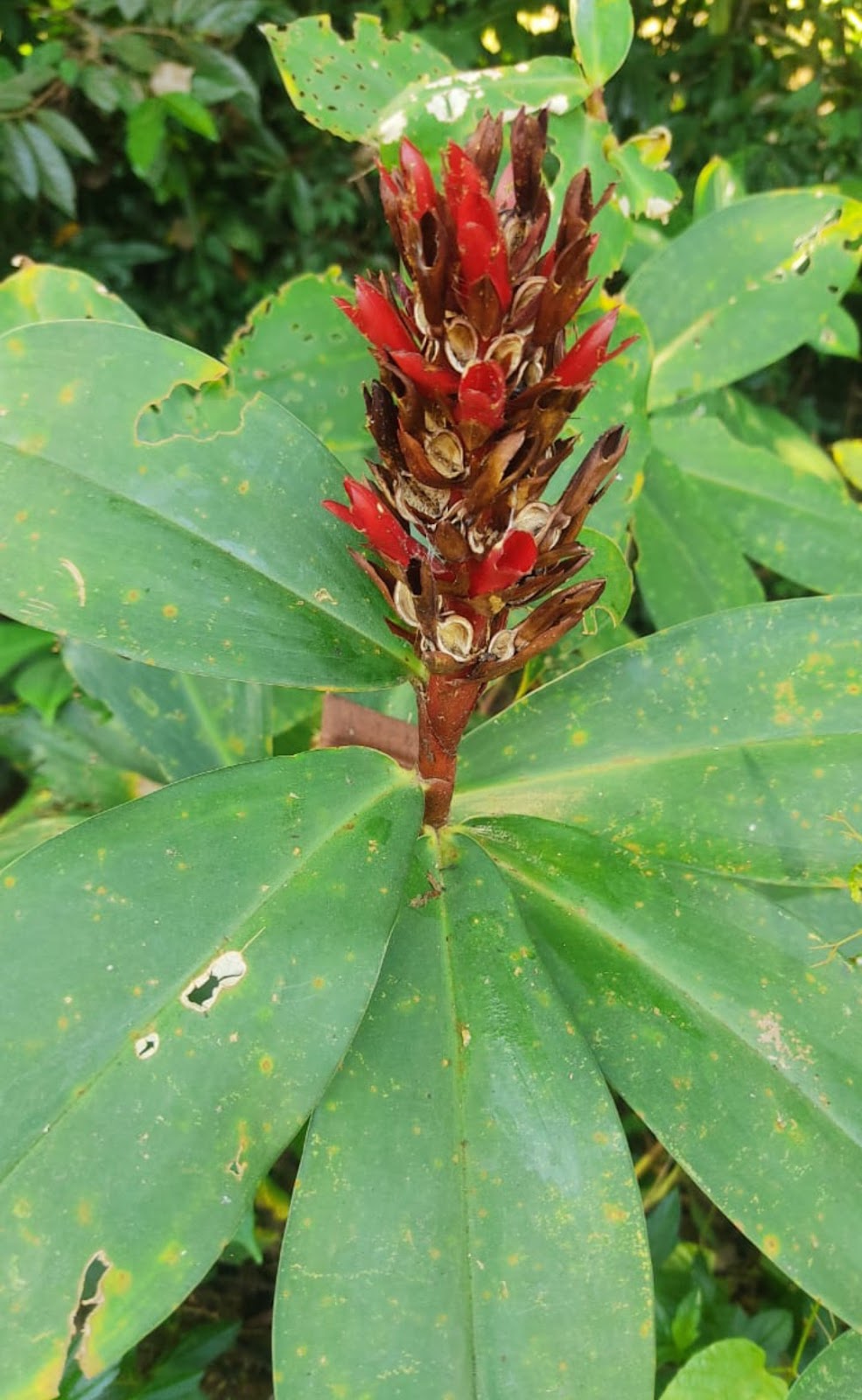 ನಿಷ್ಪಾಪಿ ಸಸ್ಯಗಳು (ಭಾಗ ೫೭) - ಕಾಡು ಶುಂಠಿ ಗಿಡ