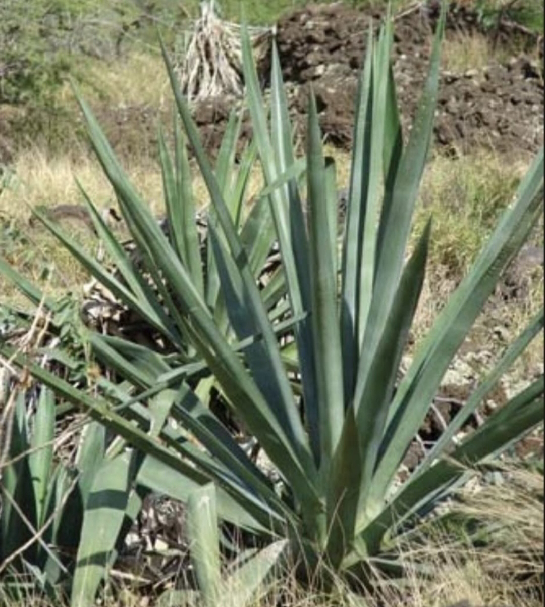 ನಿಷ್ಪಾಪಿ ಸಸ್ಯಗಳು (ಭಾಗ ೧೧೫) - ಕತ್ತಾಳೆ ಗಿಡ 